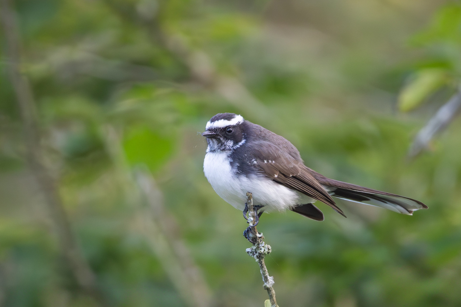 image White-browed Fantail